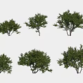 Diverse Green Leafy Shrubs With Various Shapes For Garden Landscaping