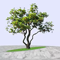 Arbor with Green Leaves and Orange Fruits Against Blue Sky Misty Mountains Sandy Ground