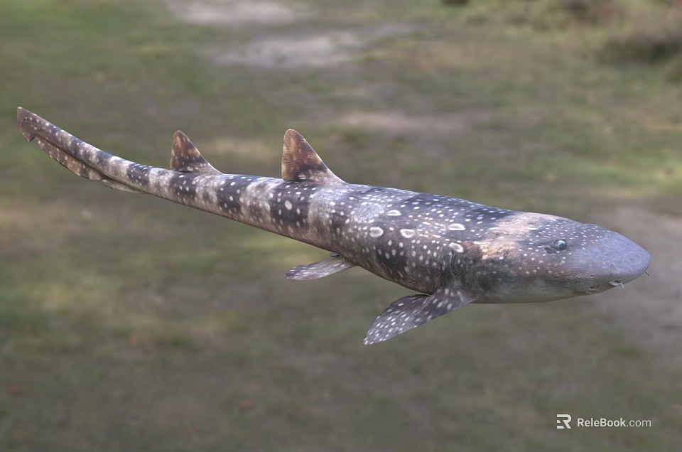 Spotted Aquatic Shark With Multiple Dorsal Fins And Natural Body Features 3d model 