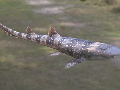 Spotted Aquatic Shark With Multiple Dorsal Fins And Natural Body Features 3d model