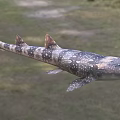 Spotted Aquatic Shark With Multiple Dorsal Fins And Natural Body Features