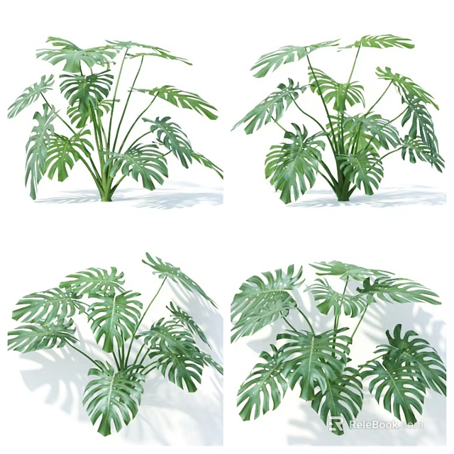 Multiple Green Monstera Plants With Large Tropical Leaves And Natural Shadows 3d model 