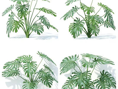 Multiple Green Monstera Plants With Large Tropical Leaves And Natural Shadows 3d model