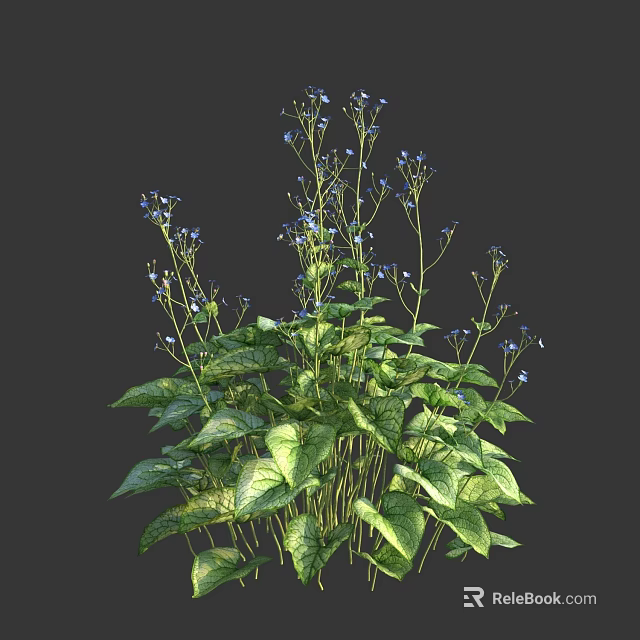 Vibrant Green Plant With Blue Flowers And Heart Shaped Variegated Leaves 3d model 