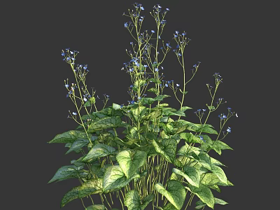 Vibrant Green Plant With Blue Flowers And Heart Shaped Variegated Leaves 3d model