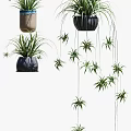 Hanging Potted Plants With Different Styles Various Colored Pots Long Slender Leaves And Hanging Branches