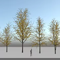 Golden Leaf Arbor Trees With Person Standing Under Blue Sky And Snowy Ground