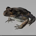 Frog In Sitting Posture With Dark Brown Orange Spotted Skin And Large Eyes