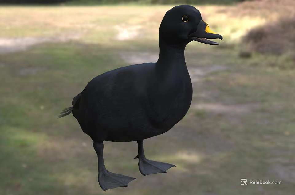 Black Duck As Flying Animal With Yellow Beak Standing On Grassy Ground 3d model 