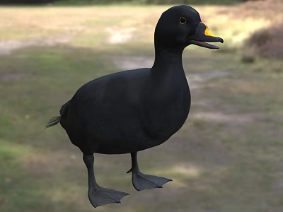 Black Duck As Flying Animal With Yellow Beak Standing On Grassy Ground 3d model