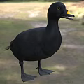Black Duck As Flying Animal With Yellow Beak Standing On Grassy Ground