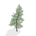 Single Arbor Tree With Green Pine Foliage And Dark Straight Trunk 3d model