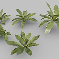 Birds And Nest Fern Perennial Ornamental Plant With Lush Green Leaves