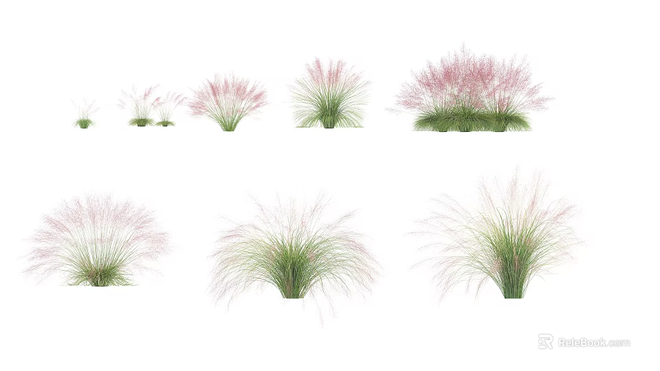 Various Decorative Grasses With Pink Plumes And Green Foliage For Garden Landscaping 3d model 