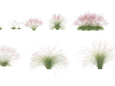 Various Decorative Grasses With Pink Plumes And Green Foliage For Garden Landscaping 3d model