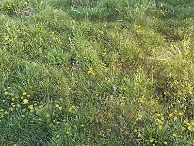 Natural Garden Accents Featuring Lush Green Grass And Bright Yellow Flowers 3d model