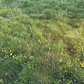 Natural Garden Accents Featuring Lush Green Grass And Bright Yellow Flowers