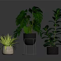 Various Indoor Houseplants With Green Leaves In Decorative Pots And Stand