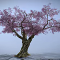 Vibrant Flowering Arbor with Pink Blossoms and Sturdy Trunk in Misty Setting