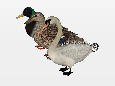 Flying Animals Green Headed Duck Speckled Duck and White Swan with Curved Neck Standing 3d model