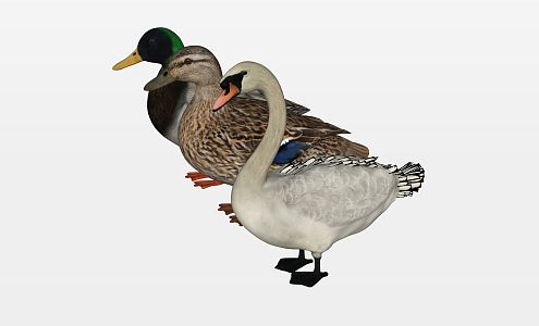 modern duck animal 3d model