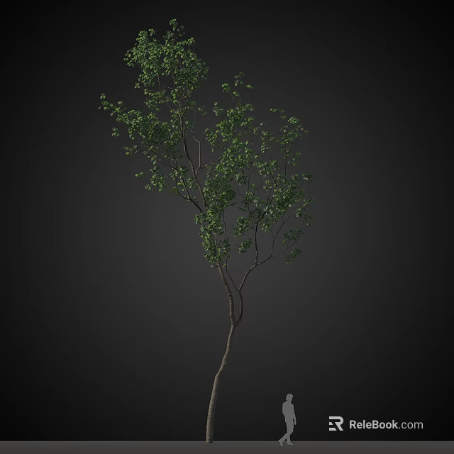 Isolated Arbor with Slender Trunk Lush Green Leaves and Branching Structure 3d model 