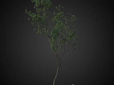 Isolated Arbor with Slender Trunk Lush Green Leaves and Branching Structure 3d model