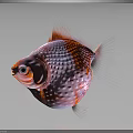 Pearlscale Goldfish with Pink and Orange Round Body Large Eyes Transparent Fins on Dark Background