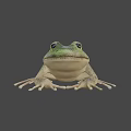 Green Frog Game Movie Character With Detailed Skin Texture And Natural Background