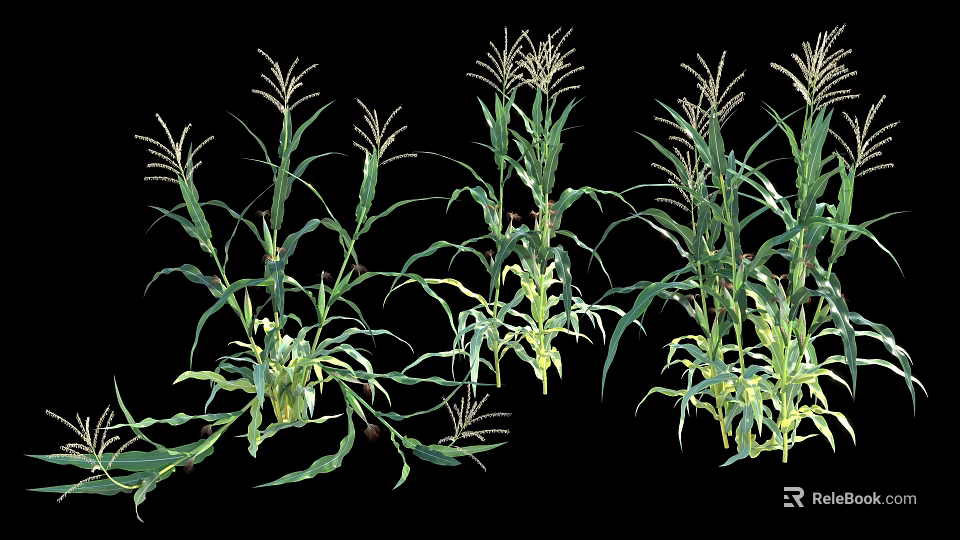 Healthy Green Corn Plants With Lush Leaves And Tall Stalks 3d model 