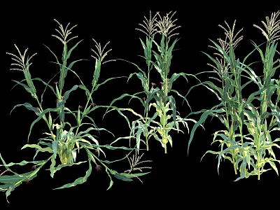Healthy Green Corn Plants With Lush Leaves And Tall Stalks 3d model