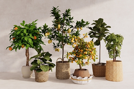 Plant Bonsai Fruit Tree Lemon Tree Plant Combination Indoor Green Plant 3d model