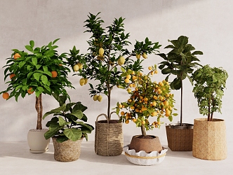 Plant Bonsai Fruit Tree Lemon Tree Plant Combination Indoor Green Plant 3d model