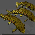 Three Vibrant Yellow Spotted Fish With Red And Black Stripes Swimming In Water