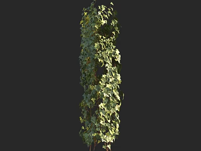 Lush Climbing Vine with Dense Green Leaves Growing Vertically Against Dark Background 3d model
