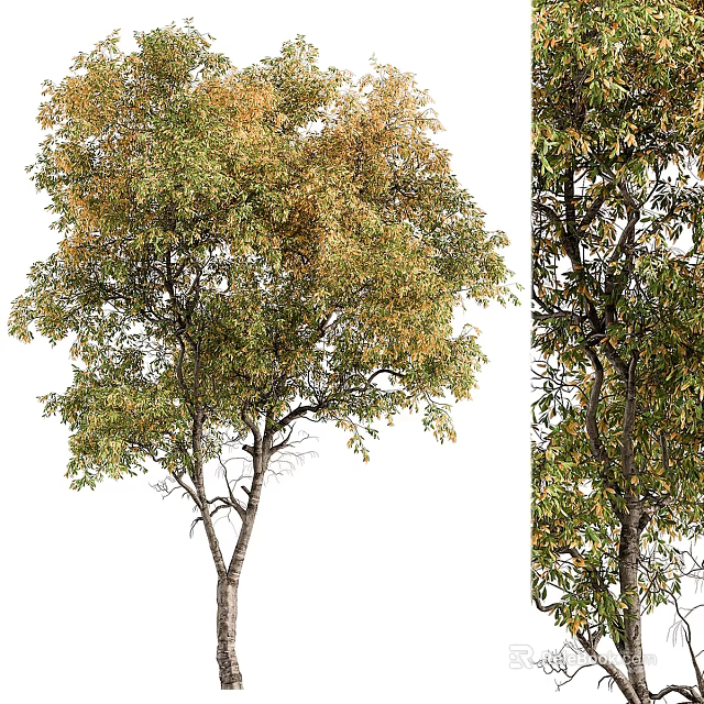 Tall Deciduous Tree With Green And Yellow Foliage And Branchy Crown In Outdoor Space 3d model 