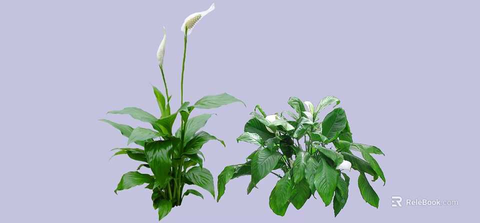 Lush Green Shrubs With White Flowers And Healthy Green Leaves For Indoor Decoration 3d model 