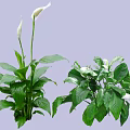 Lush Green Shrubs With White Flowers And Healthy Green Leaves For Indoor Decoration