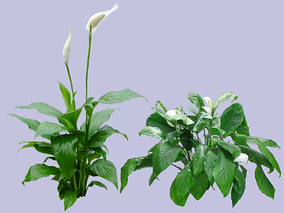 Lush Green Shrubs With White Flowers And Healthy Green Leaves For Indoor Decoration 3d model