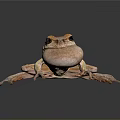 Vibrant Yellowish Brown Frog With Swollen Throat And Long Legs On Dark Background