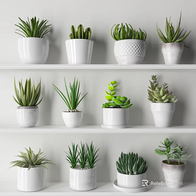 Neatly Arranged Succulents and Green Plants in White Pots on White Shelves 3d model 