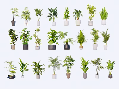 Various Decorative Potted Bonsai Plants With Green Foliage And Different Pots 3d model