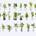 Various Decorative Potted Bonsai Plants With Green Foliage And Different Pots