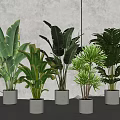 Bonsai Potted Plants Different Varieties In White Planters For Modern Indoor Decor