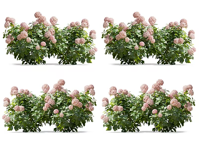 Vibrant Pink Hydrangea Bushes With Lush Green Leaves And Abundant Flowers 3d model