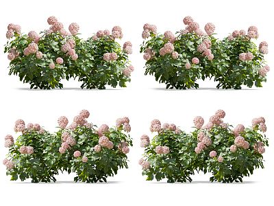 Modern Hydrangea Flowers 3d model