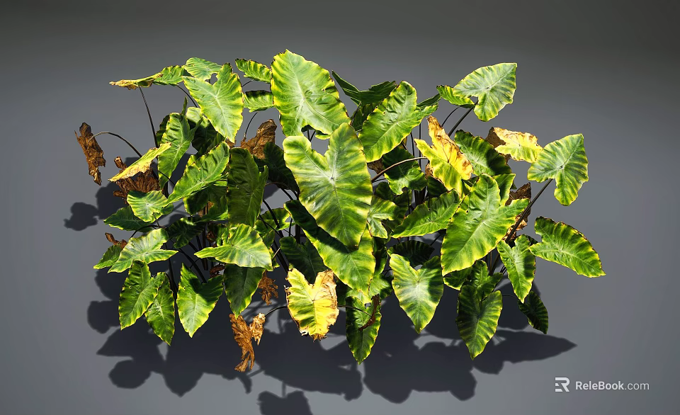 Lush Tropical Foliage Plant With Green And Yellow Variegated Leaves And Brown Dried Tips 3d model 