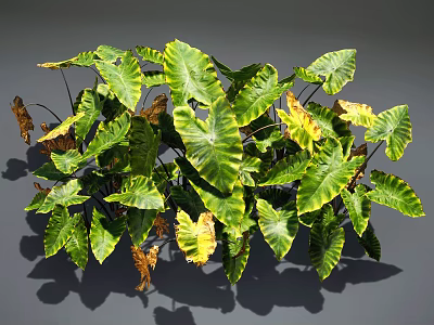 Lush Tropical Foliage Plant With Green And Yellow Variegated Leaves And Brown Dried Tips 3d model