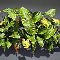 Lush Tropical Foliage Plant With Green And Yellow Variegated Leaves And Brown Dried Tips