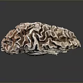 Aquatic Animal With Brown Ruffled Surface In Marine Underwater Environment